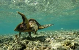tortues imbriquées du lagon présence humaine