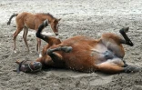 Des chevaux jouent dans le haras polonais de Janow Podlaski, le 3 mars 2016