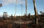 Une forêt de Madagascar brûlée par des agriculteurs, le 11 décembre 2008