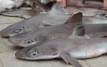 Requins zépines