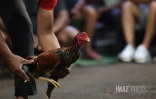 Combats coqs rivière des galets 