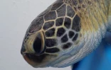 Une jeune tortue récupérée par Kélonia blessée par du fils de pêche