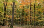 La forêt de Tronçais, le 25 octobre 2018 à Saint-Bonnet de Tronçais, dans l'Allier
