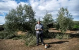 Francisco Campos pose dans son champ d'oliviers à Lopera, près de Jaen, dans le sud de l'Espagne, le 24 mars 2025