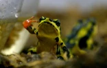 Une grenouille Epipedobates tricolor, au Centre Jambatu de recherche et conservation des amphibiens, à San Rafael, au sud-est de Quito en Equateur, le 4 juillet 2017