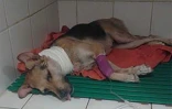 Tchoupie blessée par un collier étrangleur