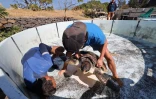 Tortues Kélonia