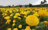 fleurs oiellet inde