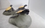 Kélonia : des moulages des tortues vertes nées à La Réunion en vente à la boutique