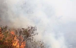 Feu de broussailles