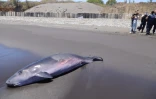 Sainte-Marie : un cachalot nain de deux mètres échoué sur la plage