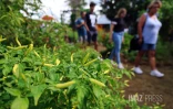 Foire agricole de Bras Panon