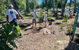 Plantation d'arbres