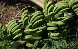 Garance : La Réunion, l'île en phase de sauvegarde
