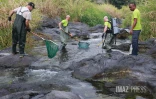 Sécheresse : le Sud Sauvage totalement à sec, poissons et crustacés en danger