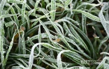 Givre