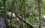 cascade blanche 
