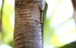 gecko de manapany