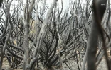 Feu du Maïdo