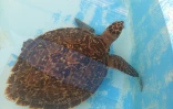 La jeune tortue imbriquée Han Solo, secourue au Cap Lahoussaye, va être relâchée dans l'océan