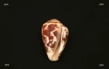 Coquillages