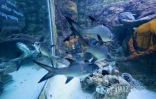 Aquarium de La Réunion : une opération de rénovation lancée à partir de 2026