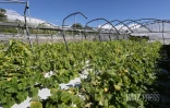 nicole lebon agricultrice 3 mois apres le passage du cyclone  Garance 