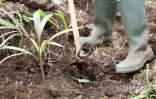 plantation 500 arbres ALEFPA Département