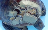 tortue blessée Kélonia