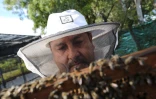 Apiculture