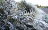 Givre plaine des cafres 