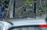 Ils tentent de capturer un singe, au Port