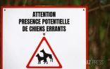 errance animale