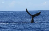 baleines 