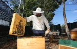Apiculture
