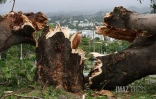 Cyclone Belal 