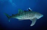 Rencontre plongeur et requin baleine