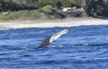 Baleines : Addidas de retour à La Réunion 22 ans après sa première observation