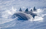 Un grand groupe de dauphins d'Electre et de Fraser observé dans le sud 