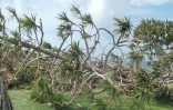 Impact du cyclone Garance et projet de restauration sur la population de vacoas détruits sur le littoral de ChampBorne
