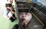 Foire de Bras-Panon