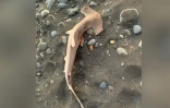 Saint-Paul : un requin-marteau retrouvé échoué sur le littoral