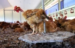ferme de poulet bio péi 