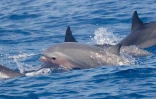 Un grand groupe de dauphins d'Electre et de Fraser observé dans le sud 