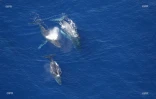 Baleine Saint-Paul