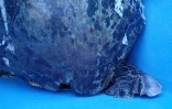 Une tortue verte tuée par une hélice