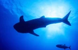 Rencontre plongeur et requin baleine