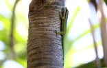 gecko de manapany 