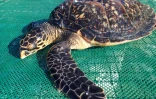 Une tortue verte découverte en baie de St Paul