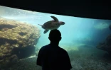 Tortues Kélonia